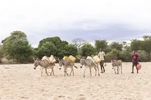 Donkeys walking to find water in East Africa