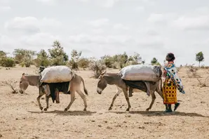 Donkeys carry charcoal. Freya Dowson (large).jpg