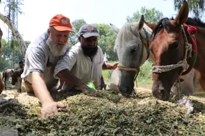 Feeding horses in floods (landscape).png