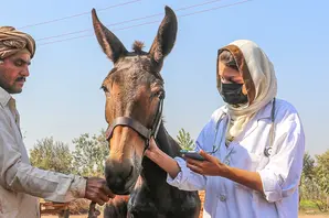 Vet treats horse in Pakistan