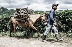 Firewood carrying equine (large).jpg