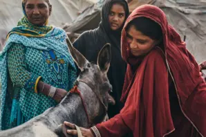 Women in Pakistan groom a donkey
