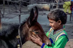 boy and foal (summary).jpg