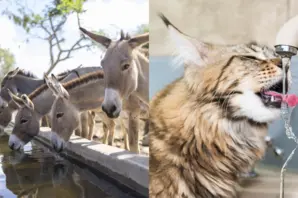 Donkeys and cat drinking water 