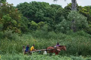 A working equid is seen pulling children on a cart in rural Senegal.