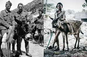 companionship landscape.jpg