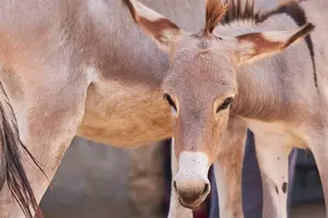 A mare and foal stand together