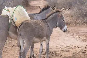 Donkeys carrying water.