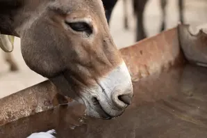 donkey water blog large.jpg