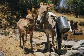 donkey-and-foal-in-Kenya.JPG