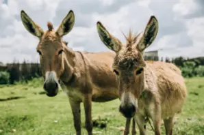 Two donkeys stand next to each other