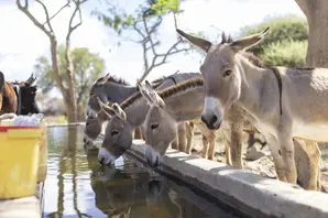 donkeys-drinking-from-water-trough-tanzania.jpg