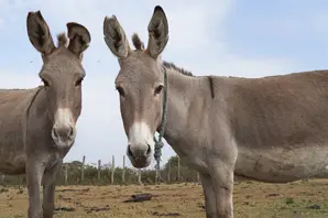 Donkeys in Kenya