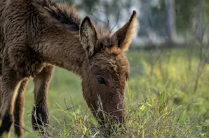foal India (large).jpg