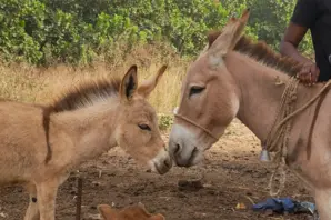 donkey and foal touching noses in Senegal