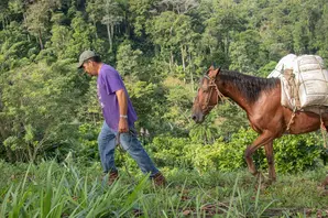 Man leads horse transporting coffee beans in Nicaragua. 
