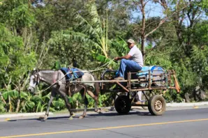 Horse pulls man on cart in Nicaragua.