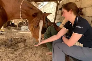Vet feeds horse in Senegal.