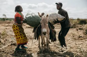 people loading a donkey in kenya