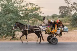 A donkey pulling a cart