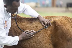 Vet treats horse in Ethiopia