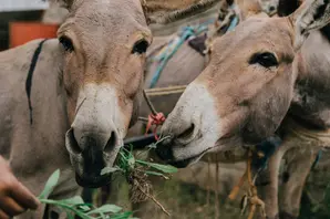 Donkeys eating.jpg