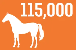 Infographic: 115,000 horses 