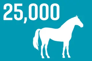 Infographic: 25,000 horses 