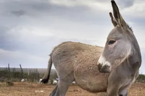 A donkey