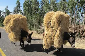 Ethiopian equines transporting straw