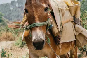 equine-carrying-empty-sacks.jpg
