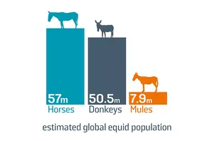Donkey population infographic