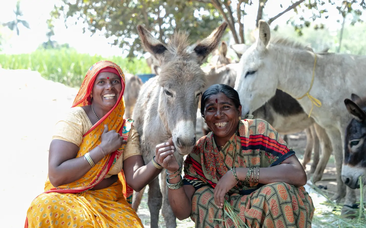 Brooke Protecting working donkeys