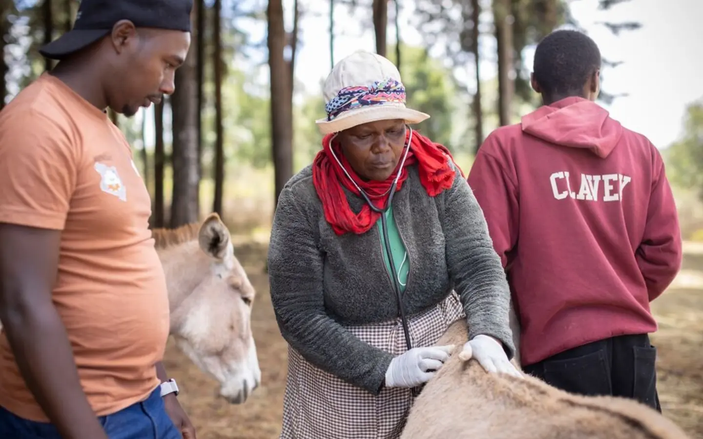 Animal health practitioner Alice Kariuki assess a donkey in front of two other people