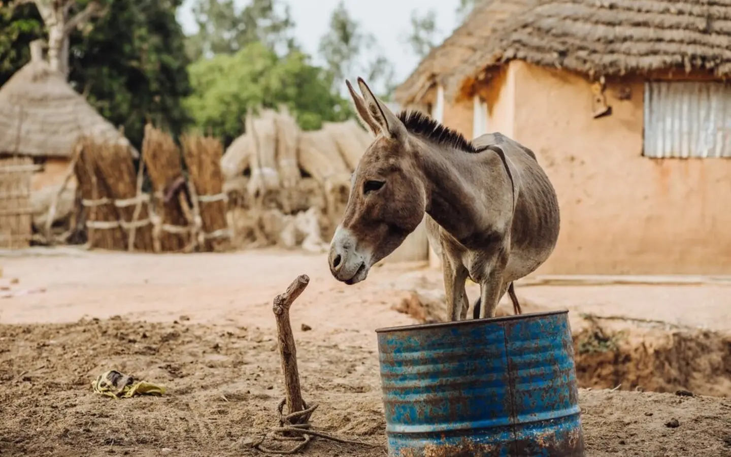 A donkey stands in front of blue barrel, next to a water pipe, looking off to the side with huts in the background