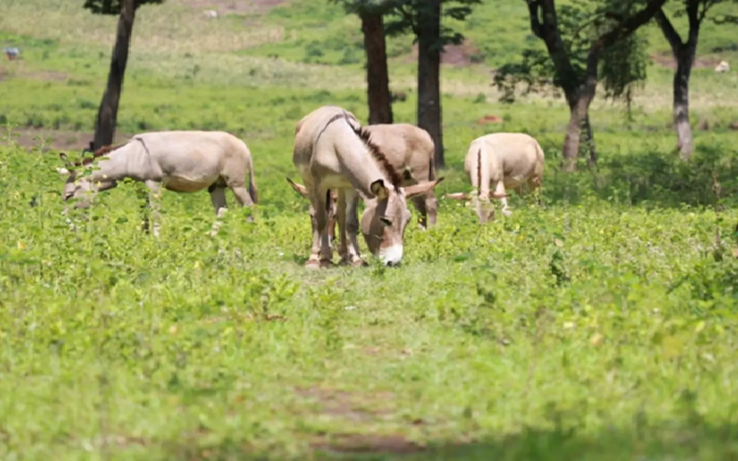 Four grey donkeys eat grass together in a field with trees in the background