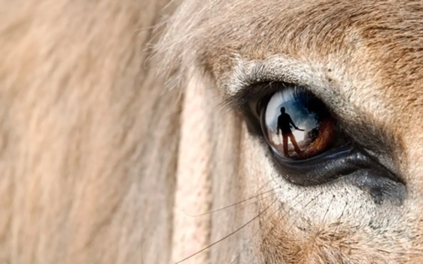 Silhouette in a donkey eye
