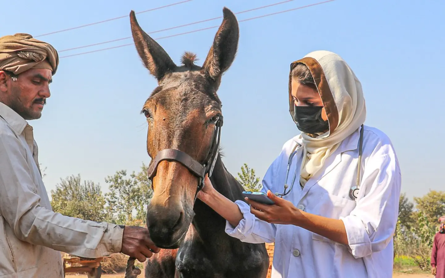 Vet treats horse in Pakistan