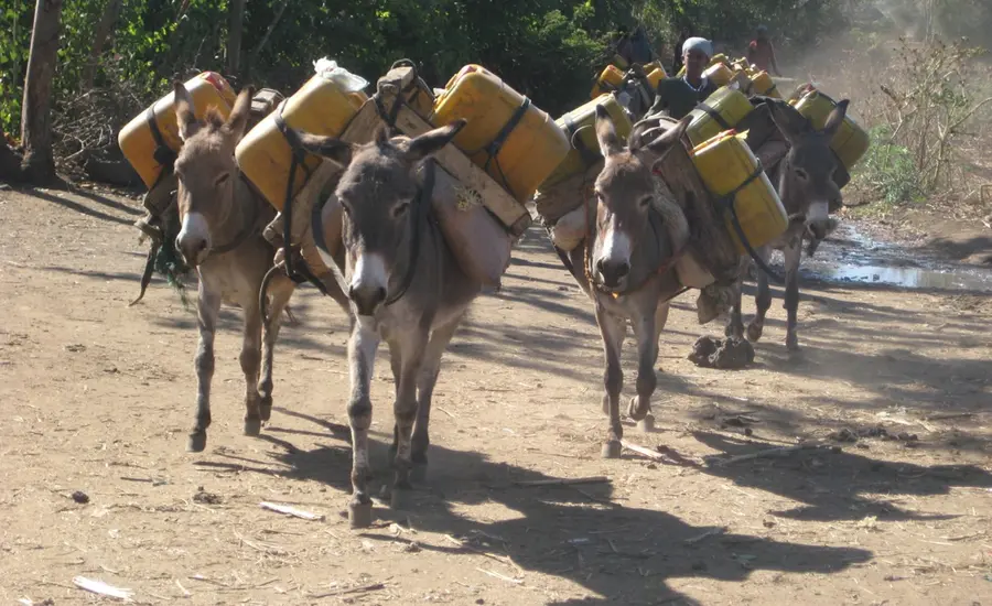 healthy horses and donkeys support stronger livelihoods Brooke
