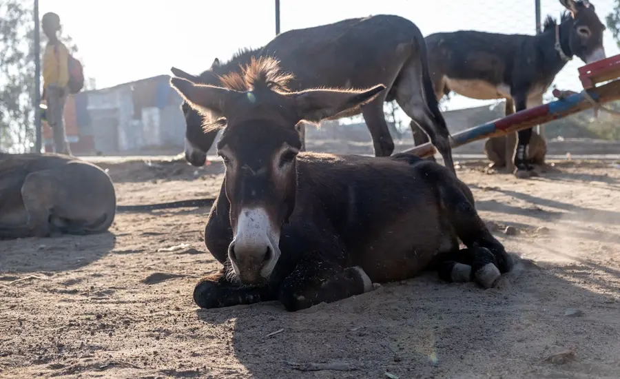 Data on working animals Brooke