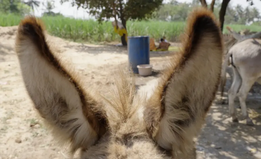 A donkey foal's ears