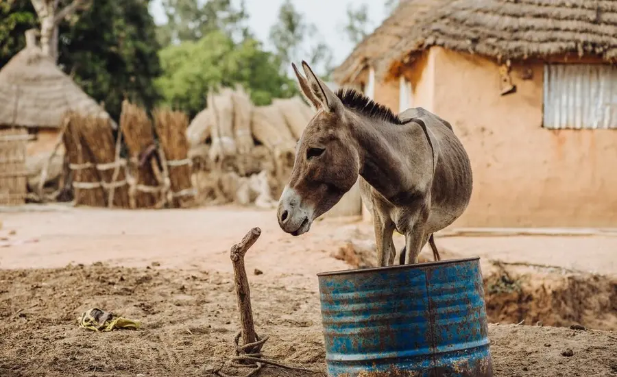 A donkey stands in front of blue barrel, next to a water pipe, looking off to the side with huts in the background
