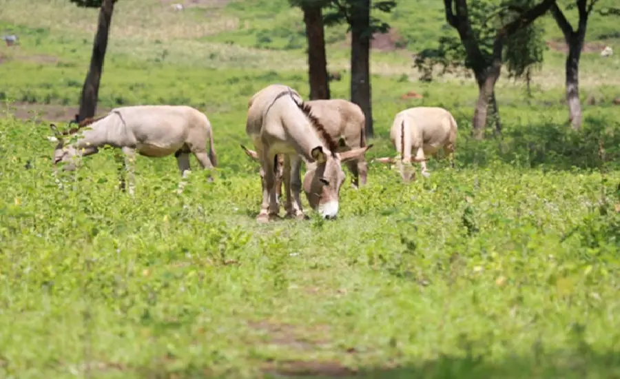 Four grey donkeys eat grass together in a field with trees in the background