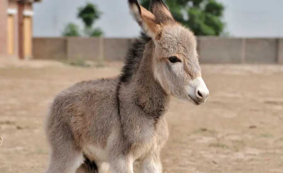 A cute donkey foal