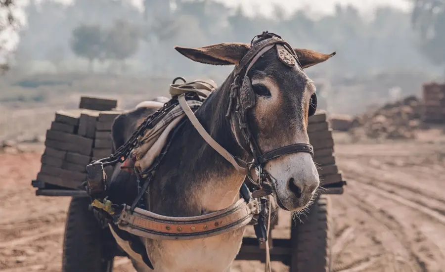 Donkey pulling a cart at a brick kiln