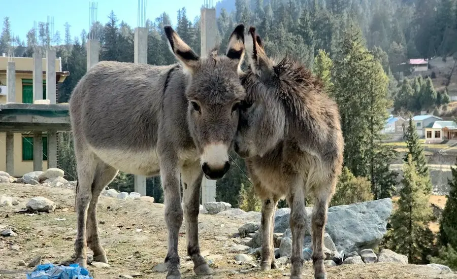One donkey leans their face into another donkey who is looking at the camera.