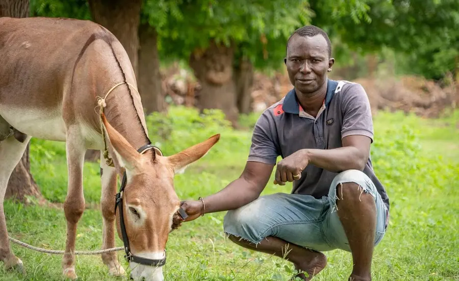 A man crouches down in the grass while gently touching a donkey who is eating