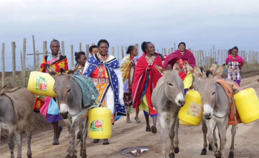 Donkeys carrying yellow water buckets walk ahead of a group of women