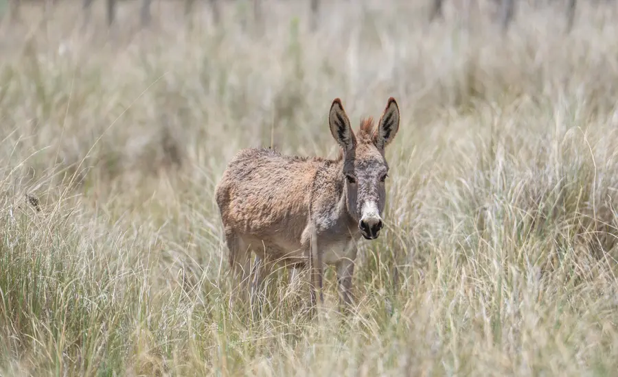 Donkey standing in long grass
