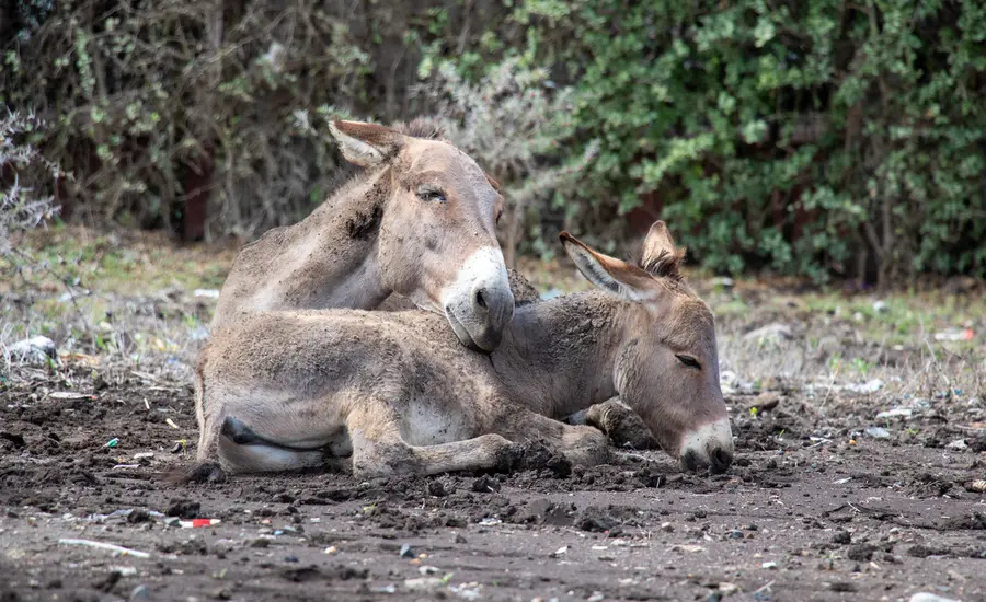 A donkey and her foal sleeping in a rolling pit